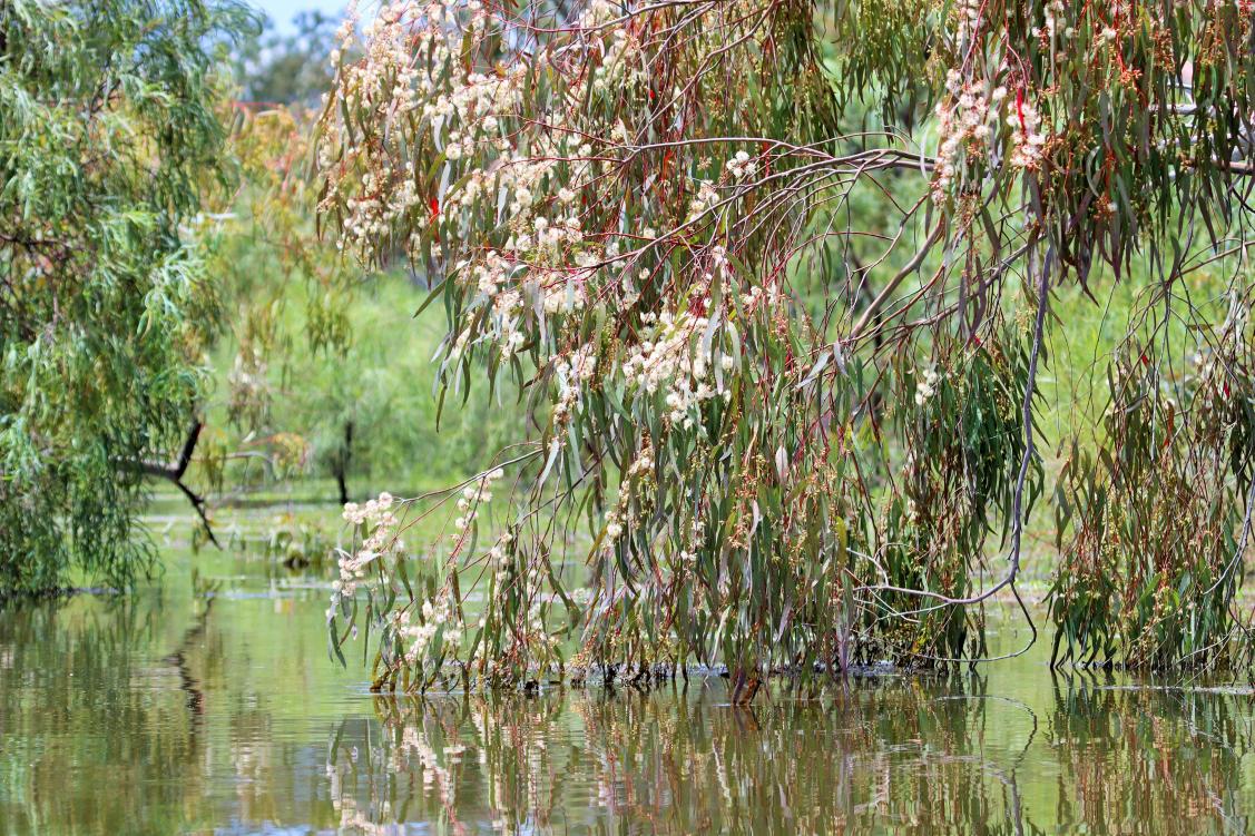 Flowering Gum in Macquarie Marshes