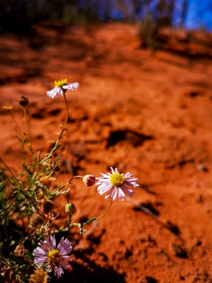 Flowers with red soil