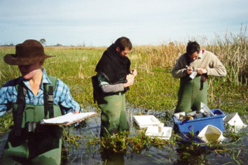 Macquarie Marshes plant monitoring.